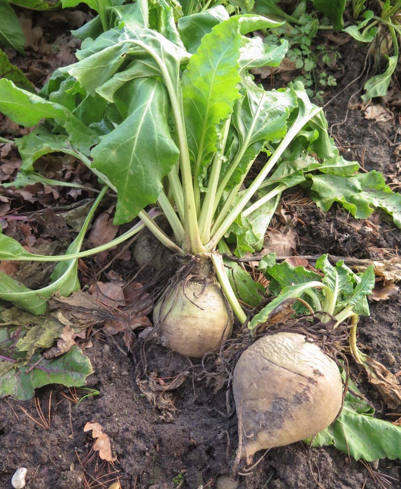 White Detroit Beet, 100 Heirloom Seeds Per Packet, Non GMO Seeds