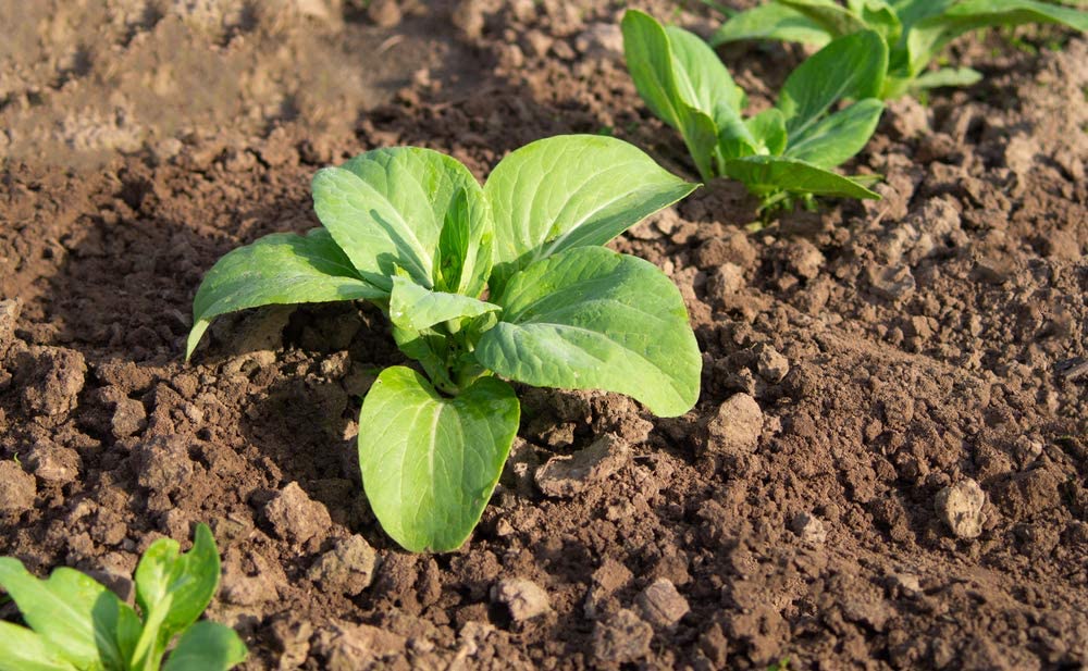 Pak Choi Cabbage, 500 Heirloom Seeds Per Packet, Non GMO Seeds