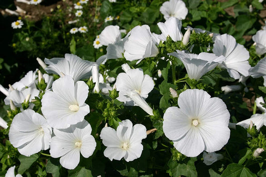 Rose Mallow Dwarf White, 100 Seeds Per Packet, Non GMO Seeds