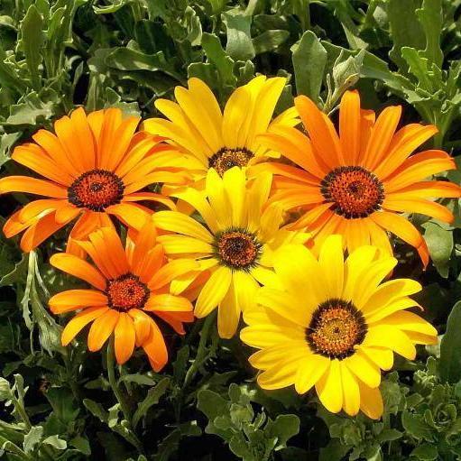African Daisy Flake, 1500 Flower Seeds Per Packet