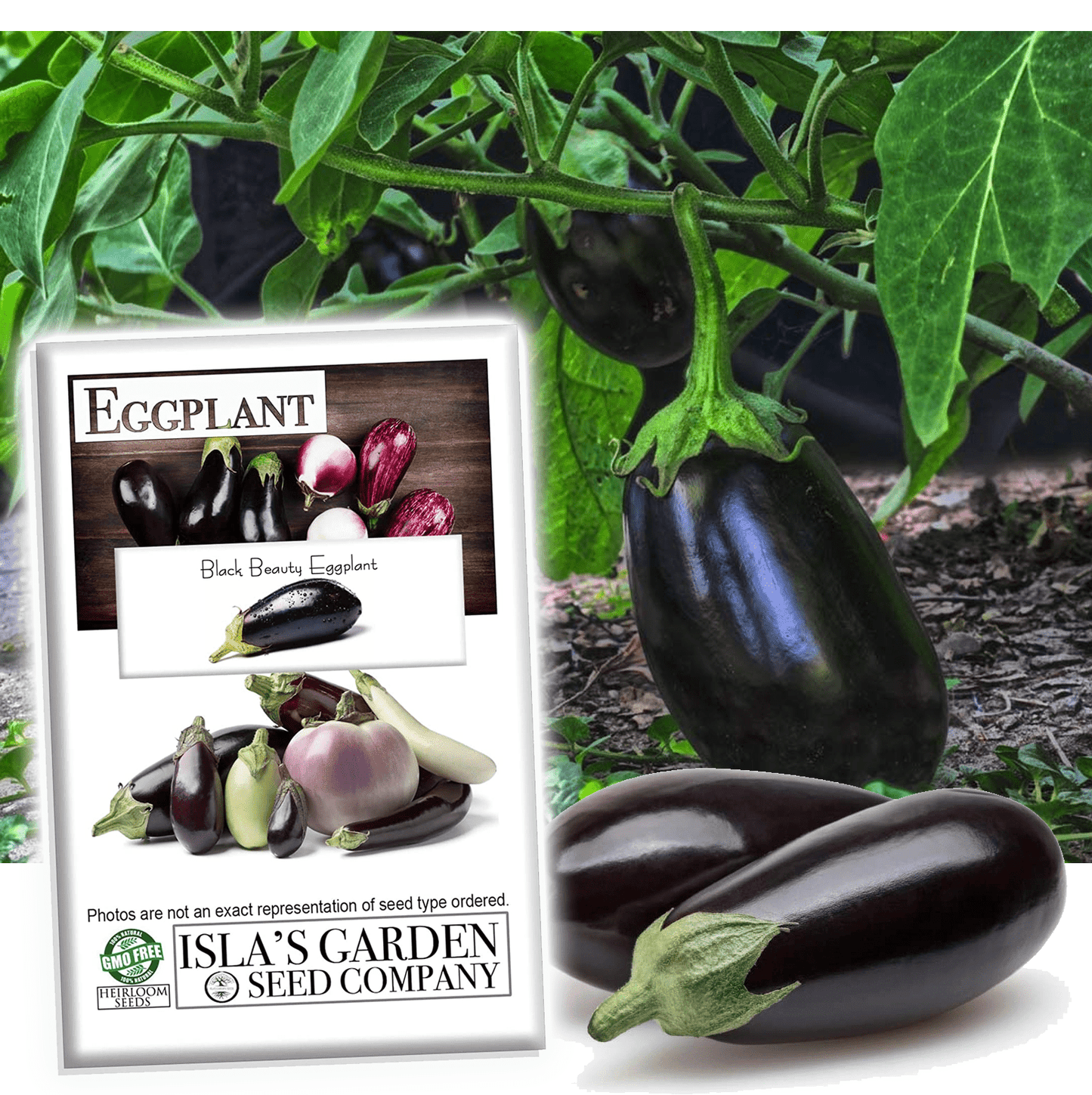 Black Beauty Eggplant Seeds, 100 Heirloom Seeds Per Packet, Non GMO Seeds, Botanical Name: Solanum melongena