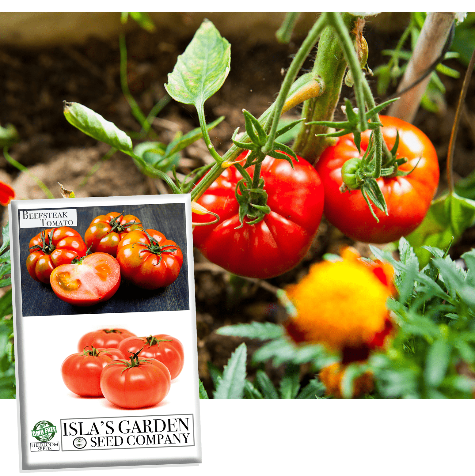 heirloom tomato plant seeds Beefsteak Tomato Seeds for Planting, 300+ Heirloom Seeds Per Packet, Non GMO Seeds, Botanical Name: Solanum lycopersicum, Great Home Garden Gift