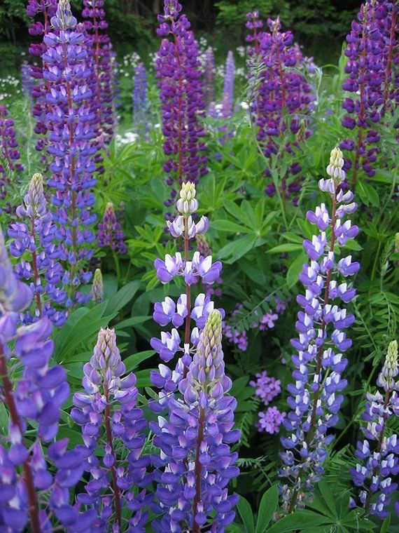 Perennial Lupine Flower Seeds, 300 Flower Seeds Per Packet