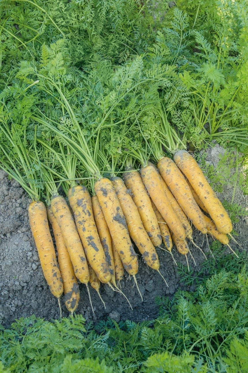 Mello Yellow Hybrid Carrot, 100 Heirloom Seeds Per Packet, Non GMO Seeds
