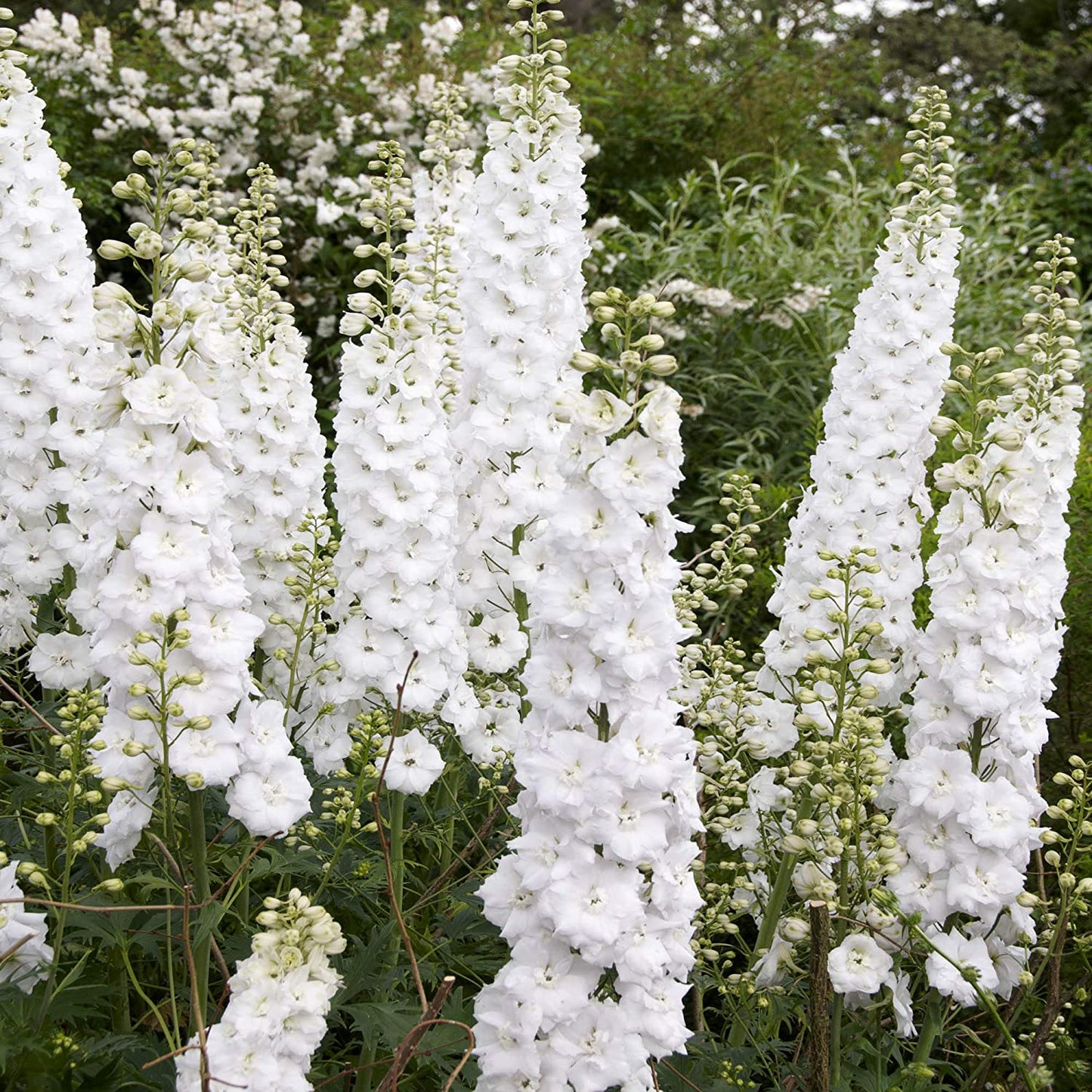 Rocket Larkspur White, 250 Seeds Per Packet