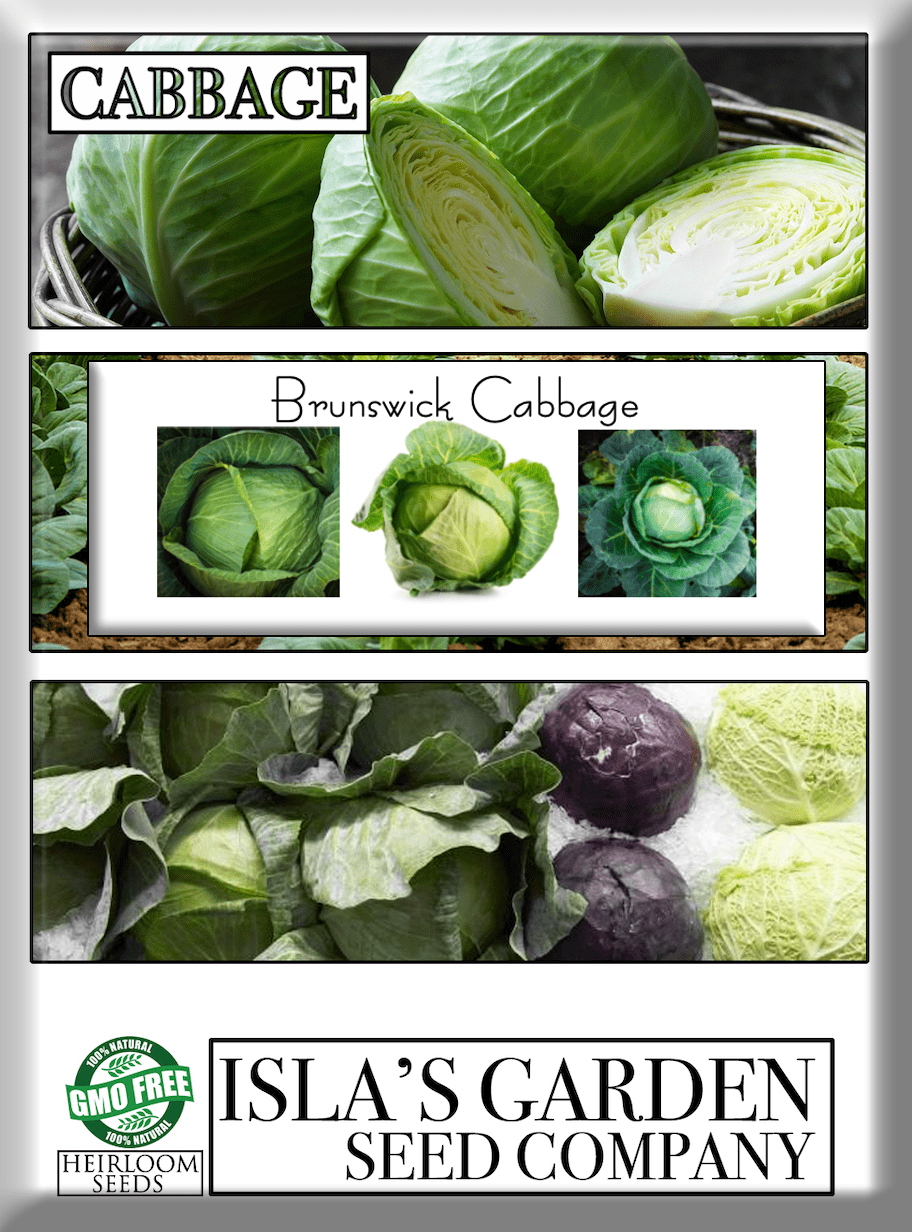 Brunswick Cabbage Seeds, 300 Heirloom Seeds Per Packet, Non GMO Seeds, Botanical Name: Brassica oleracea