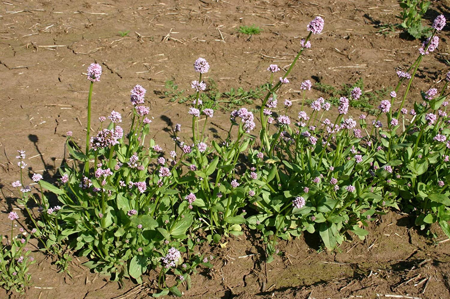 Sea Blush Flowers, 100 Seeds Per Packet, Non GMO Seeds