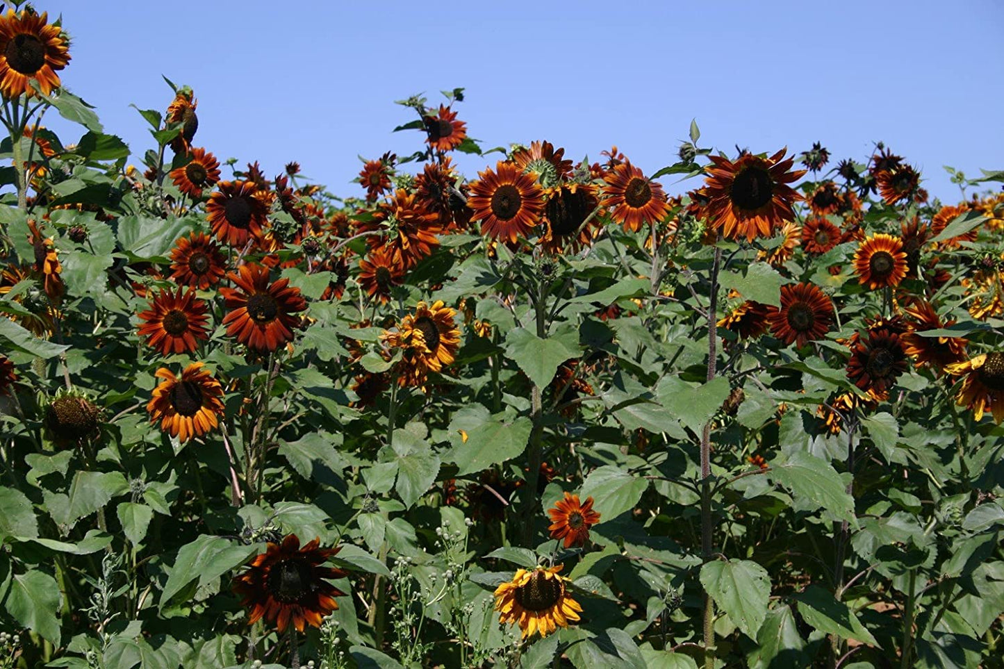 Velvet Queen Sunflower, 50 Seeds Per Packet, Non GMO Seeds