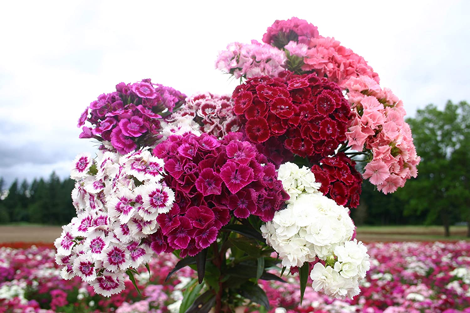 Sweet William Mix, 1000 Seeds Per Packet, Non GMO Seeds