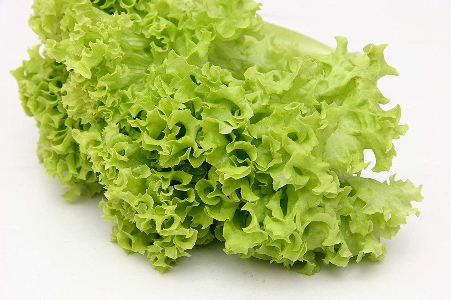 Black Seeded Simpson Lettuce, 1000 Heirloom Seeds Per Packet, Non GMO Seeds