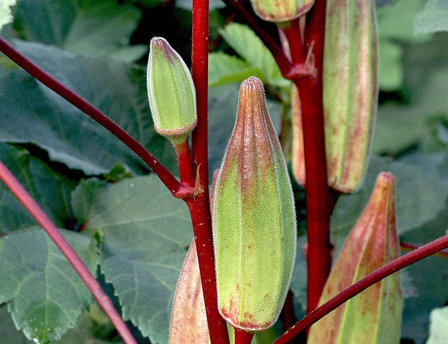 Hill Country Red Okra, 100 Heirloom Seeds Per Packet, Non GMO Seeds