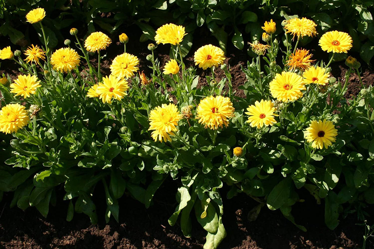 Calendula Yellow Dark Pacific Beauty, 250 Seeds Per Packet, Non GMO Seeds