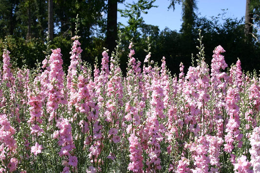 Rocket Larkspur Light Pink, 250 Seeds Per Packet