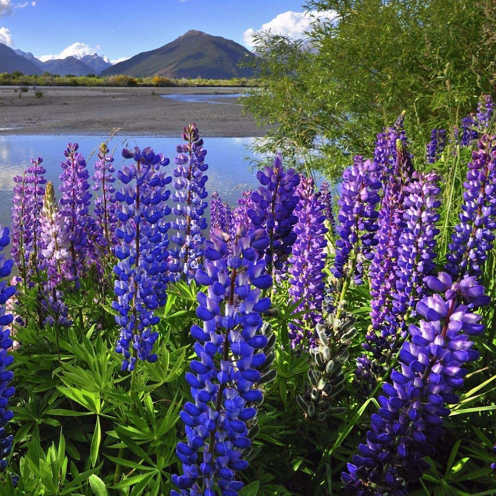 Arroyo Lupine, 50 Flower Seeds Per Packet