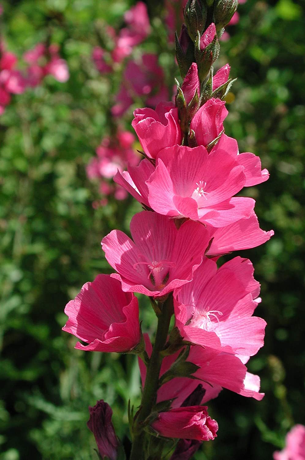 Rose Checker Mallow Perennial, 25 Seeds Per Packet