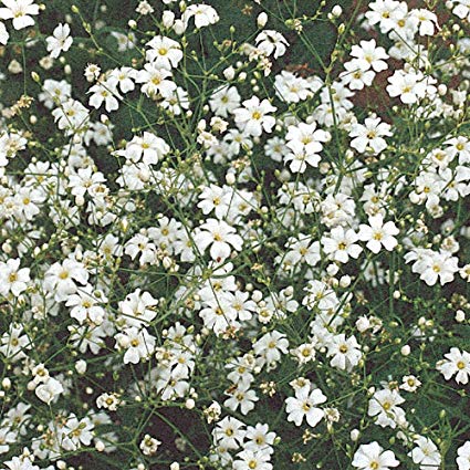 Covent Baby's Breath Covent Garden White, 1000 Flower Seeds Per Packet