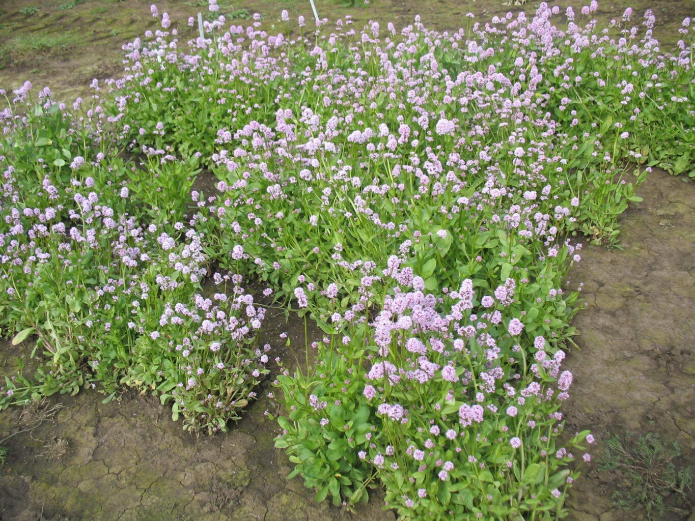 Sea Blush Flowers, 100 Seeds Per Packet, Non GMO Seeds