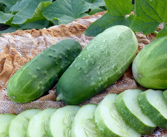 Homemade Pickles" Pickling Cucumber