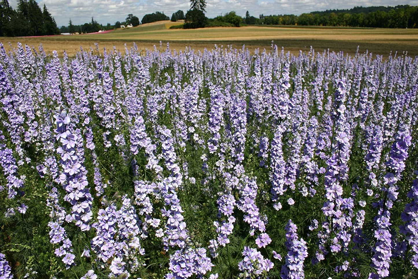 Larkspur Rocket Light Blue, 250 Seeds Per Packet, Non GMO Seeds
