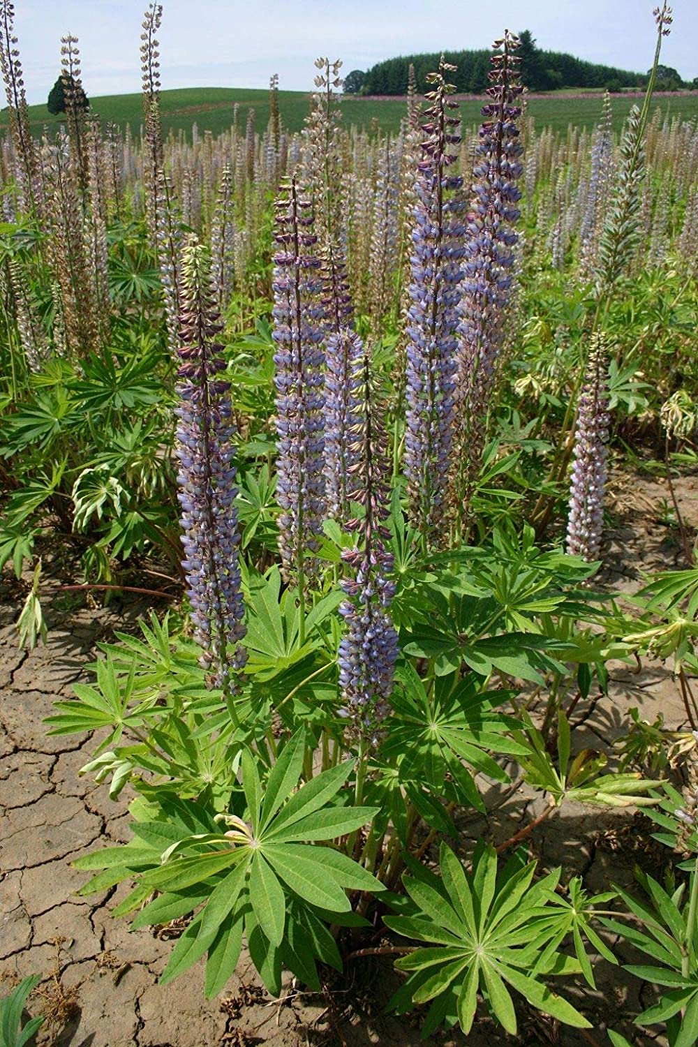 Large Leaf Perennial Lupine, 50 Seeds Per Packet, Non GMO Seeds