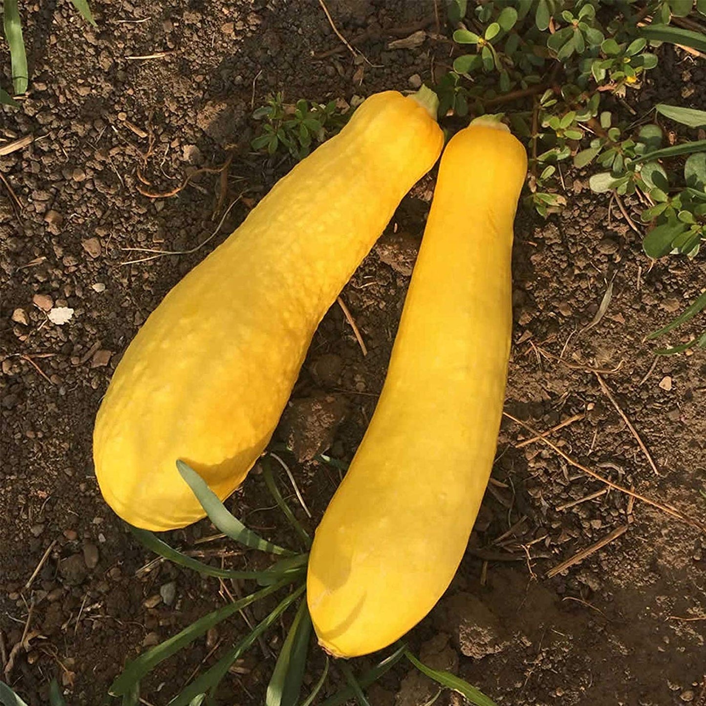 Early Proliic Straightneck Squash Seeds, 50 Heirloom Seeds Per Packet, Non GMO Seeds