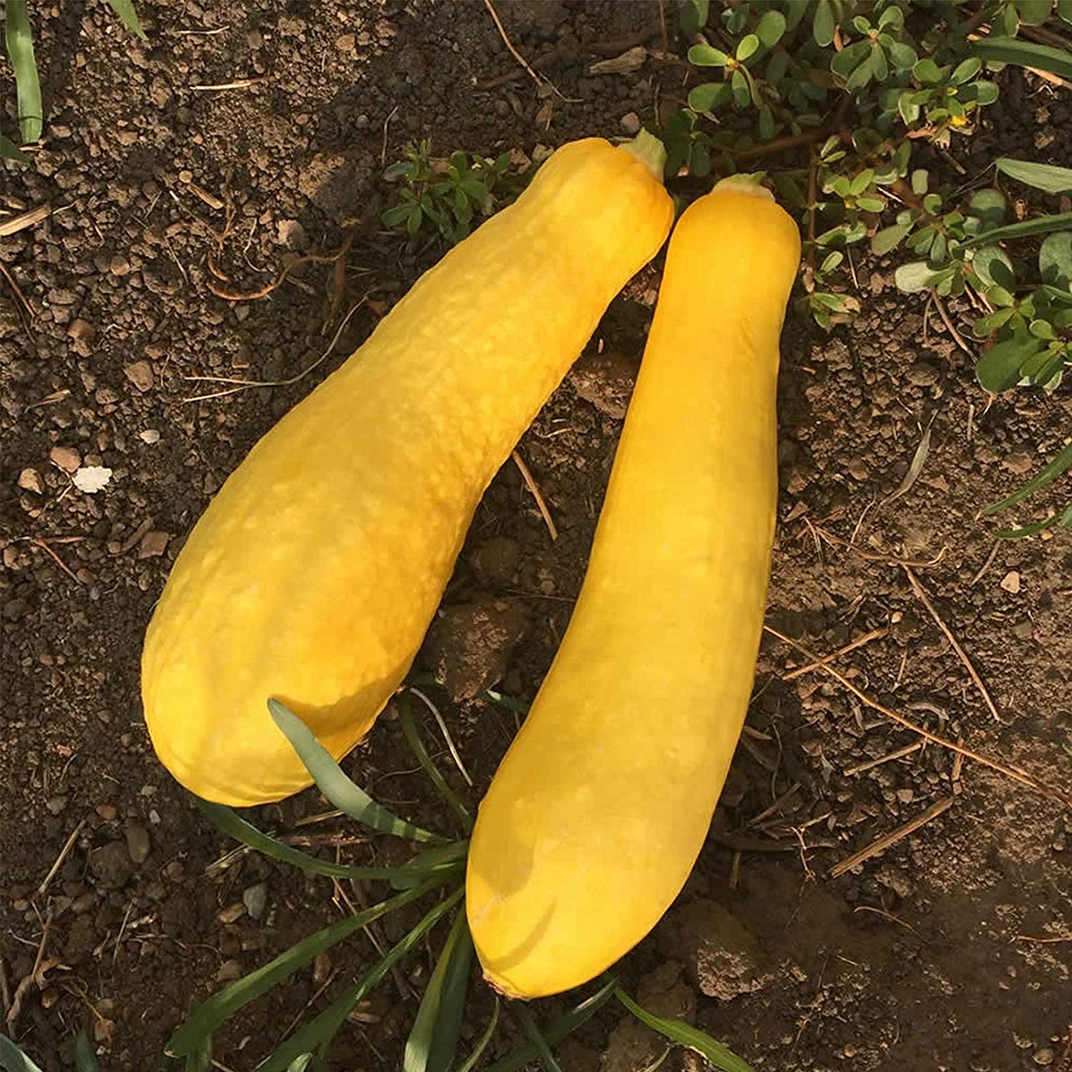 Early Proliic Straightneck Squash Seeds, 50 Heirloom Seeds Per Packet, Non GMO Seeds
