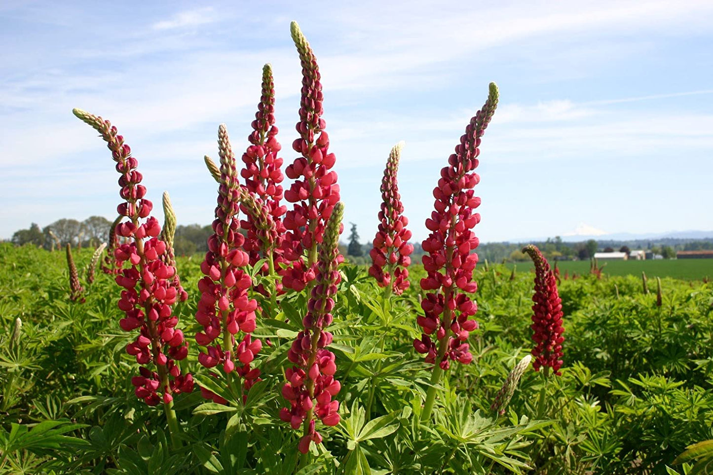 Red Russell Lupine, 25 Seeds Per Packet, Non GMO Seeds