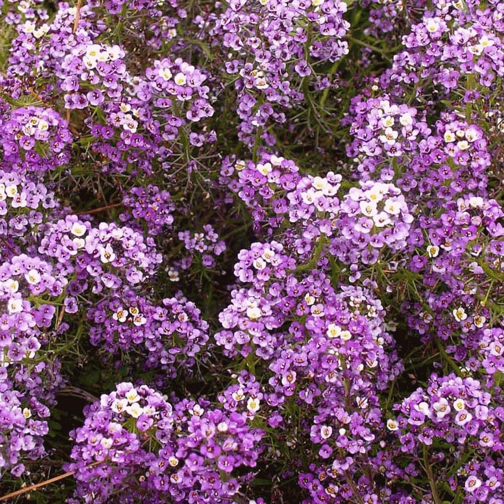 Alyssum Sweet Royal Carpet, 1000 Seeds Per Packet