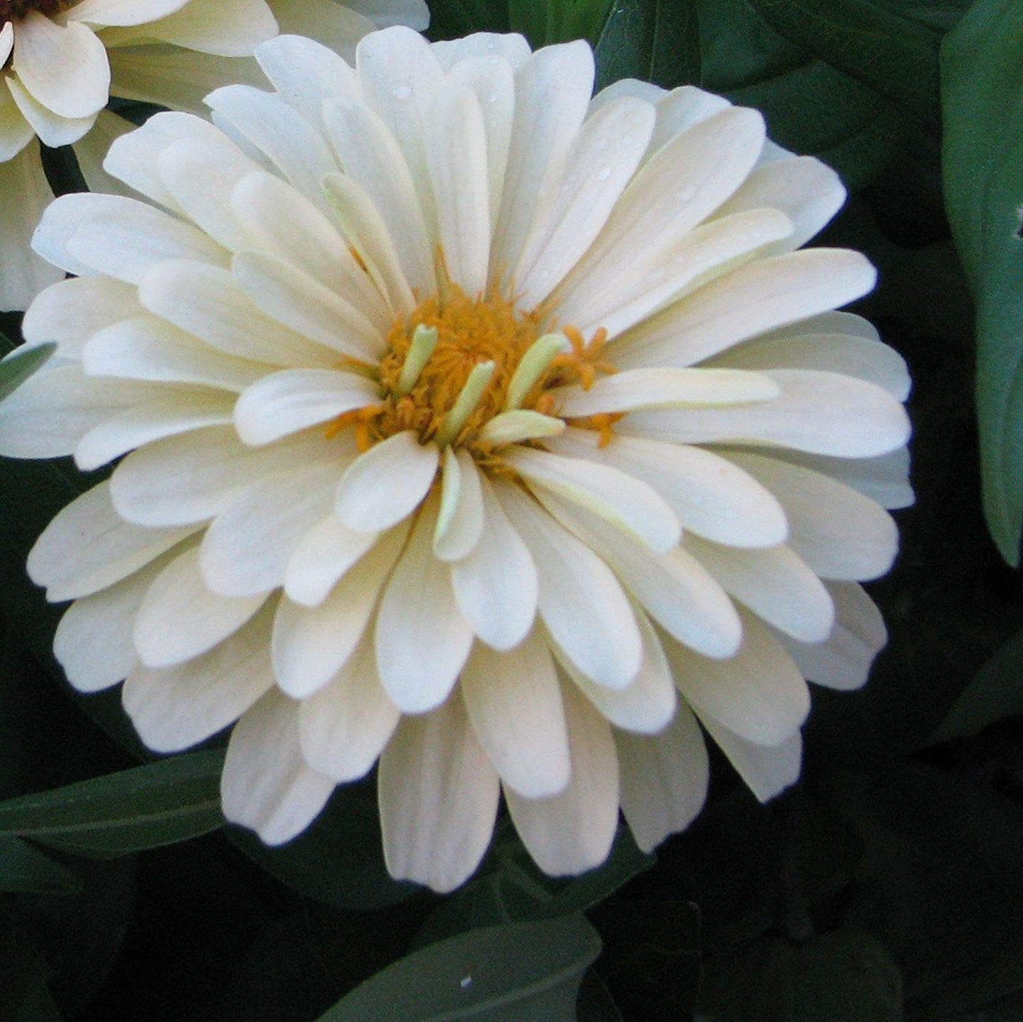 Zinnia Seeds Christmas in July Mix