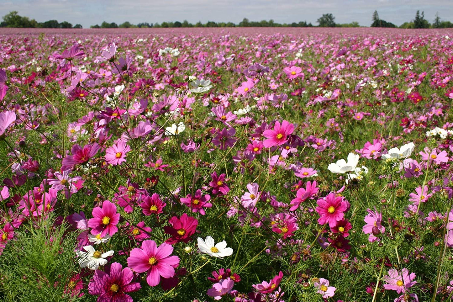 Cosmos Sensation Mix, 100 Seeds Per Packet, Non GMO Seeds