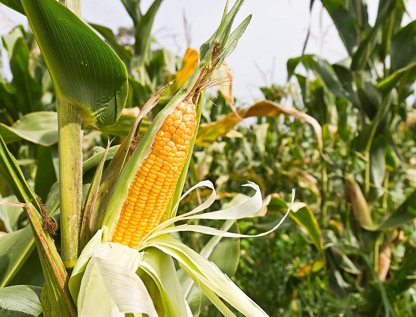 Early Sunglow Sweet Yellow Corn, 50+ Seeds Per Packet, Non GMO Seeds, Botanical Name: Zea mays