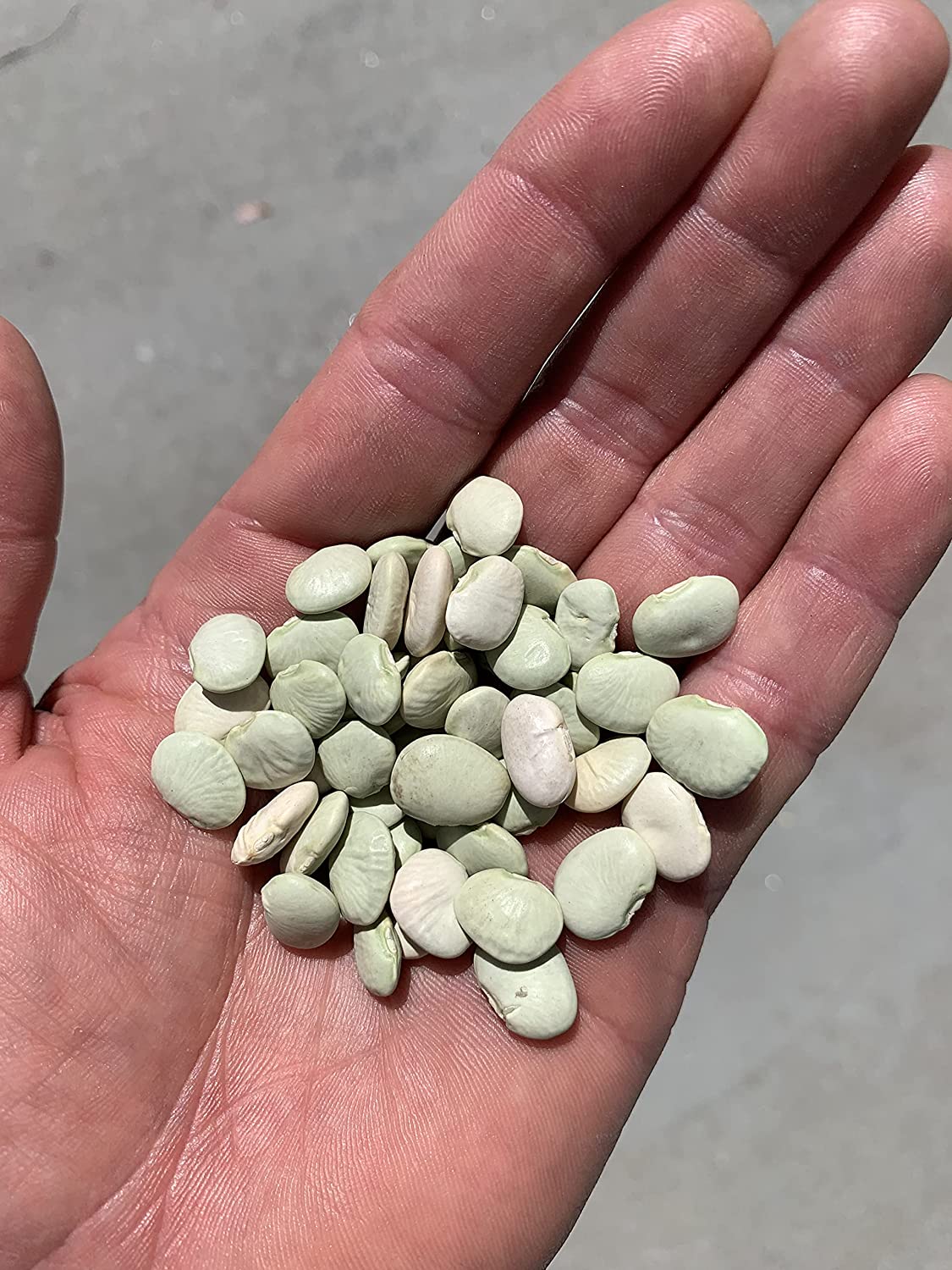 Early Thorogreen Bush Lima Bean, 50 Heirloom Seeds Per Packet, Non GMO Seeds