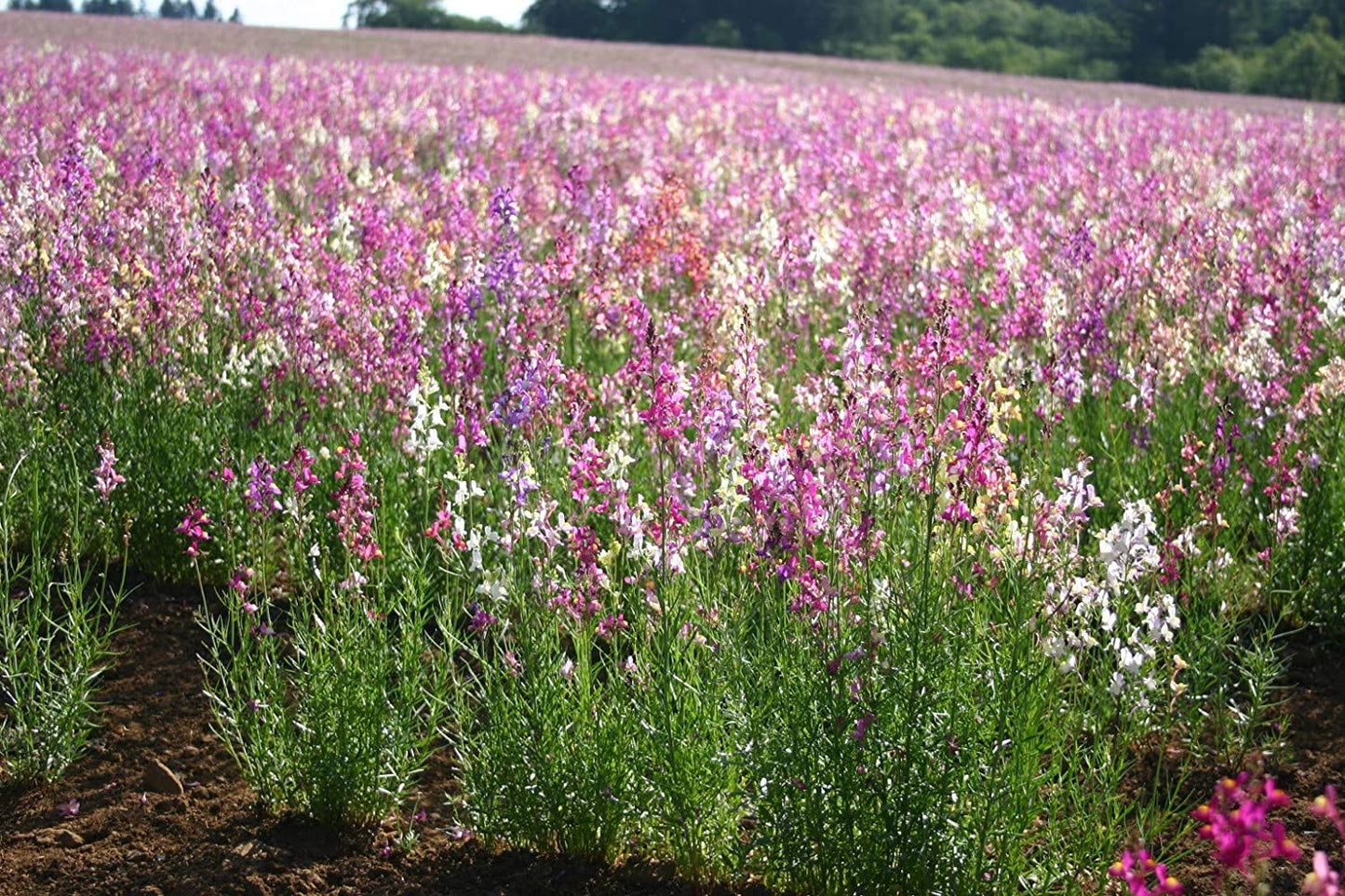 Toadflax Northern Lights, 5000 Seeds Per Packet, Non GMO Seeds