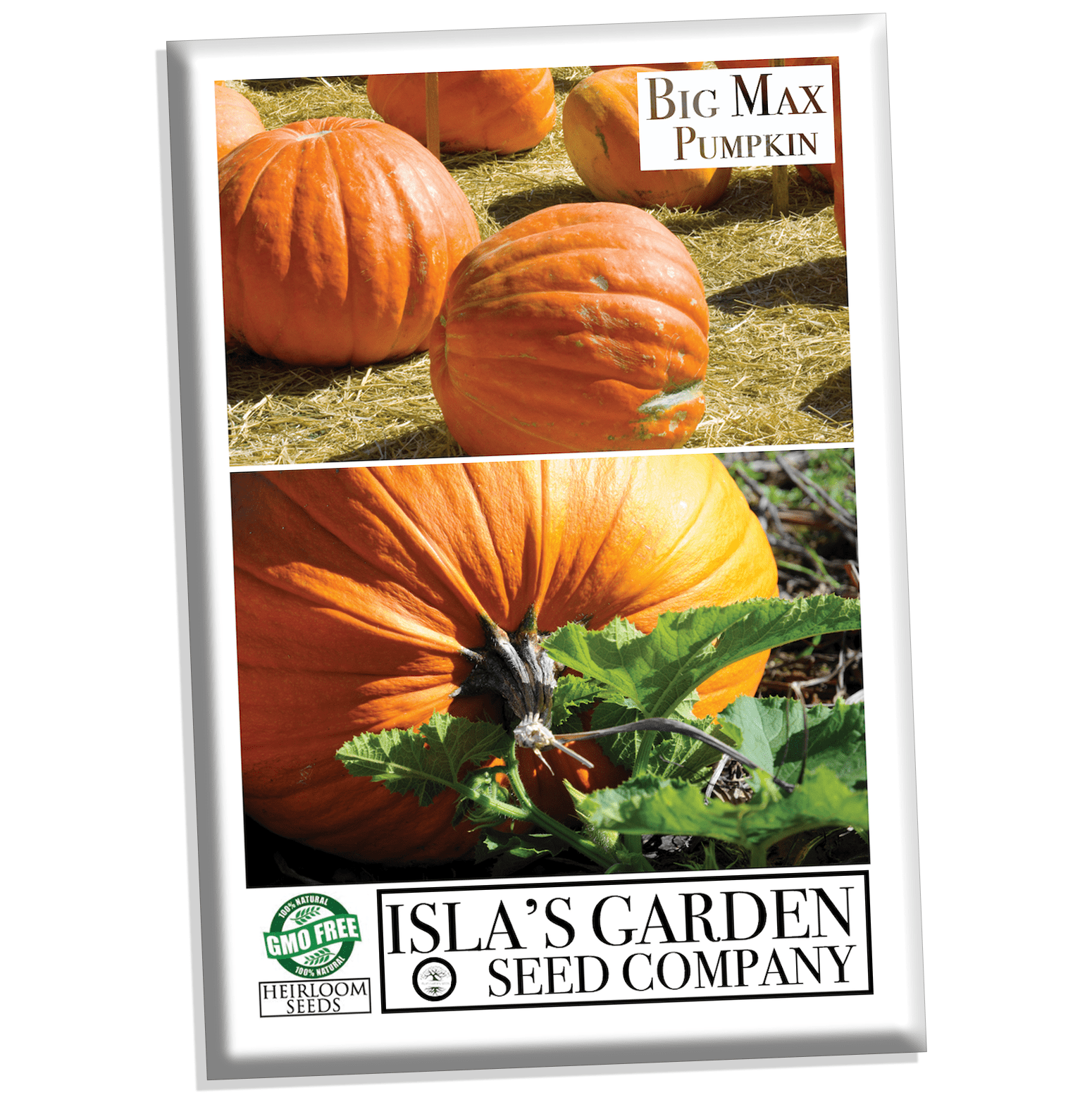 Big Max Pumpkin Seeds, 20 Heirloom Seeds Per Packet, Non GMO Seeds