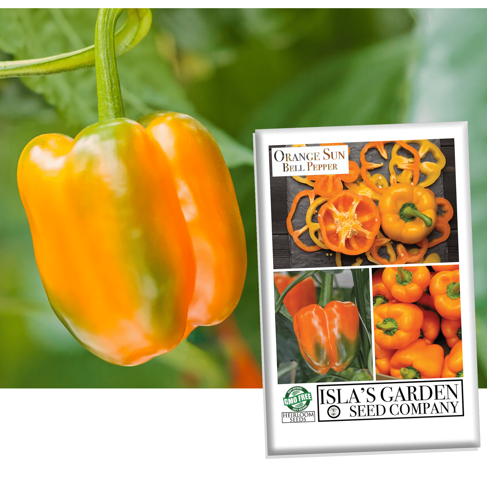  Sweet Bell Pepper Seeds Collection, 200 Seeds, 4 Heirloom  Non-GMO Varieties. Giant Green, Yellow Sunbright, Orange Horizon, Big Red.  : Patio, Lawn & Garden