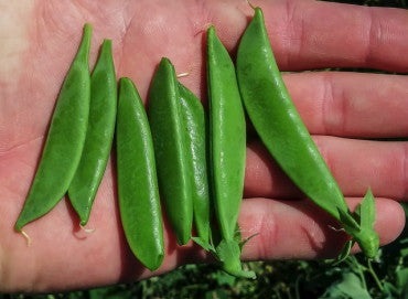 Tendersweet Snap Pea, 25 Heirloom Seeds Per Packet, Non GMO Seeds