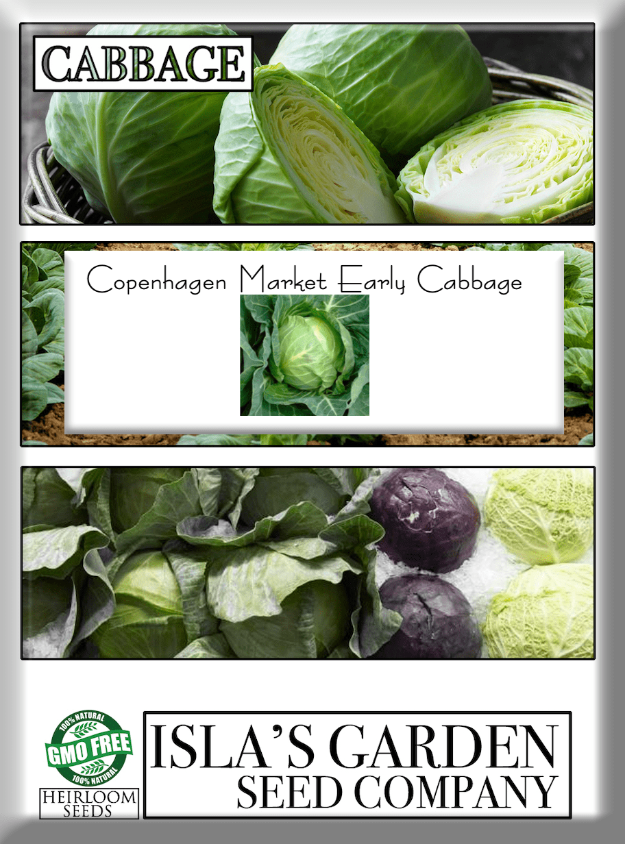Copenhagen Market Early Cabbage Seeds, 300+ Heirloom Seeds Per Packet, Non GMO Seeds, Botanical Name: Brassica oleracea