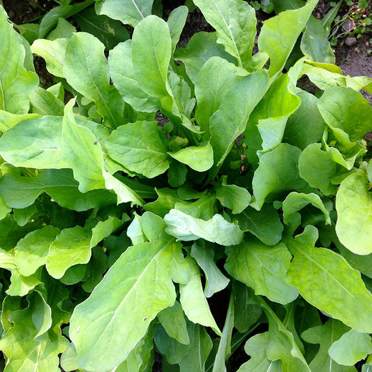 Astro Arugula, 1000 Heirloom Seeds Per Packet, Non GMO Seeds