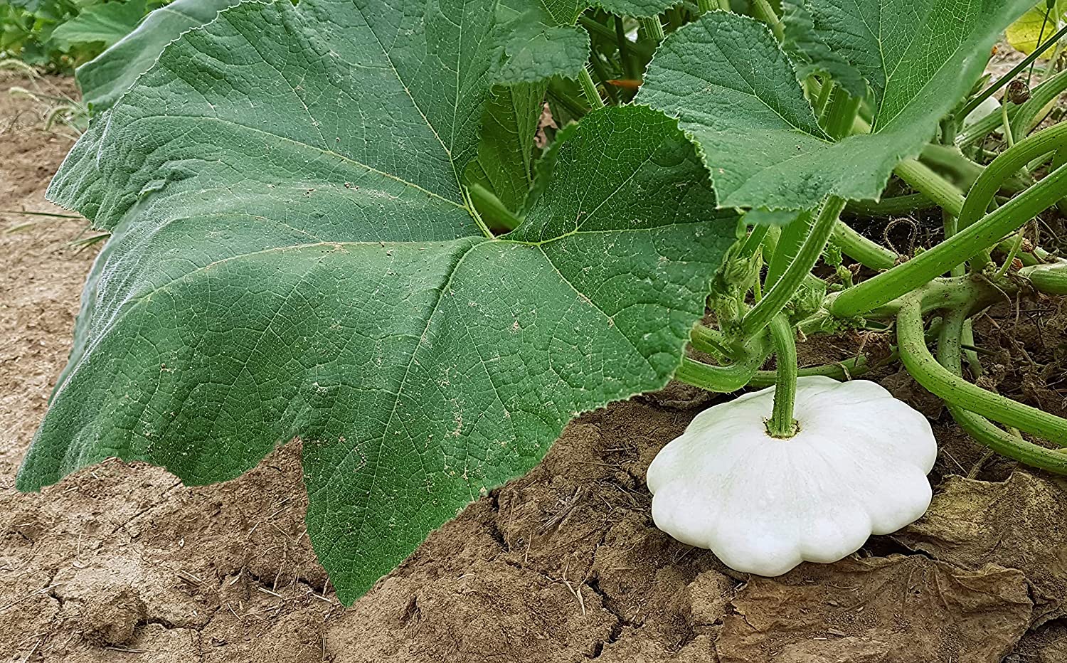Early White Bush Scallop Summer Squash, 30 Heirloom Seeds Per Packet, Non GMO Seeds