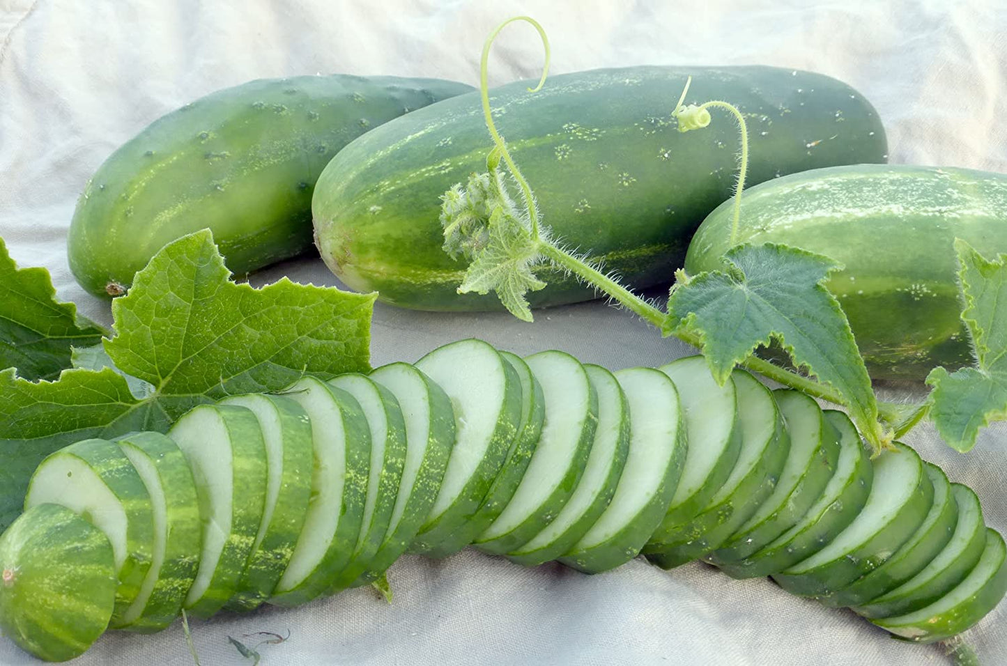 Ashley Slicing Cucumber, 50 Heirloom Seeds Per Packet, Non GMO Seeds