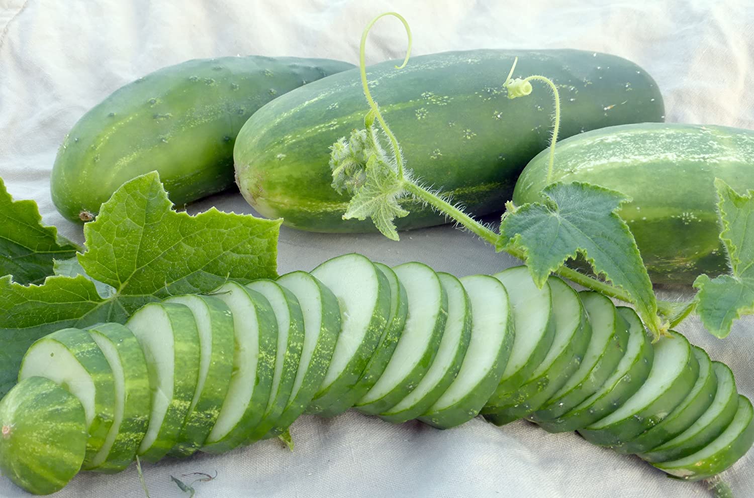 Ashley Slicing Cucumber, 50 Heirloom Seeds Per Packet, Non GMO Seeds