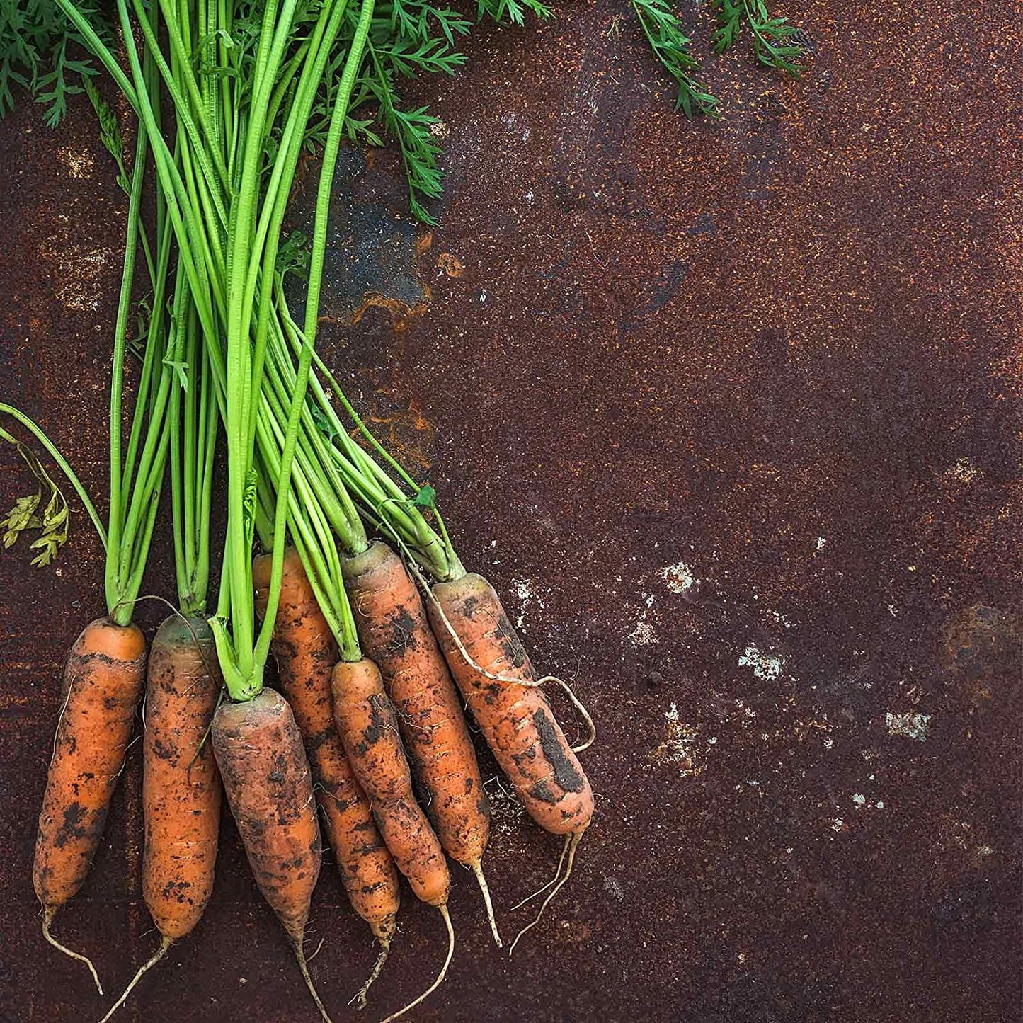 Little Finger Carrots, 500 Heirloom Seeds Per Packet, Non GMO Seeds