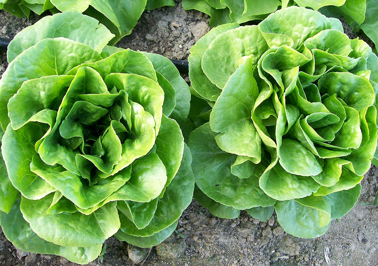Winter Density Lettuce, 1000 Heirloom Seeds Per Packet, Non GMO Seeds