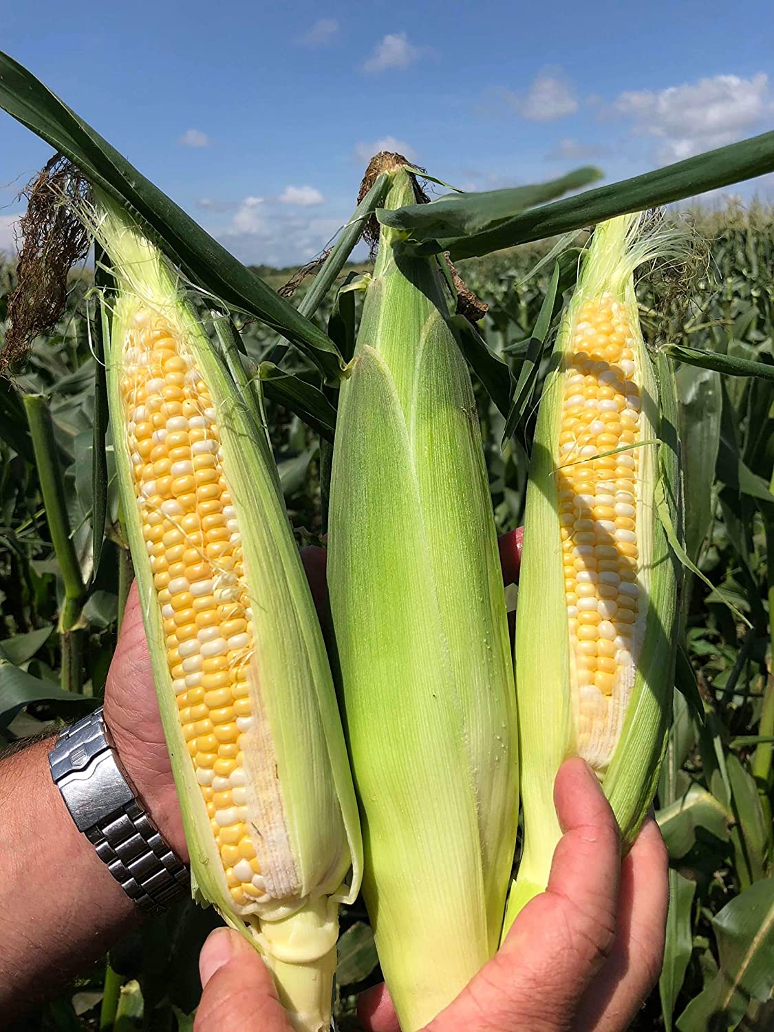"Coastal" Bi-Color Sweet Corn Seeds, 50+ Seeds Per Packet, Non GMO Seeds, Botanical Name: Zea mays