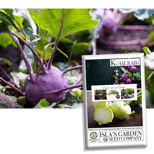 Purple Vienna Kohlrabi Seeds, 300+ Heirloom Seeds Per Packet, Non GMO Seeds