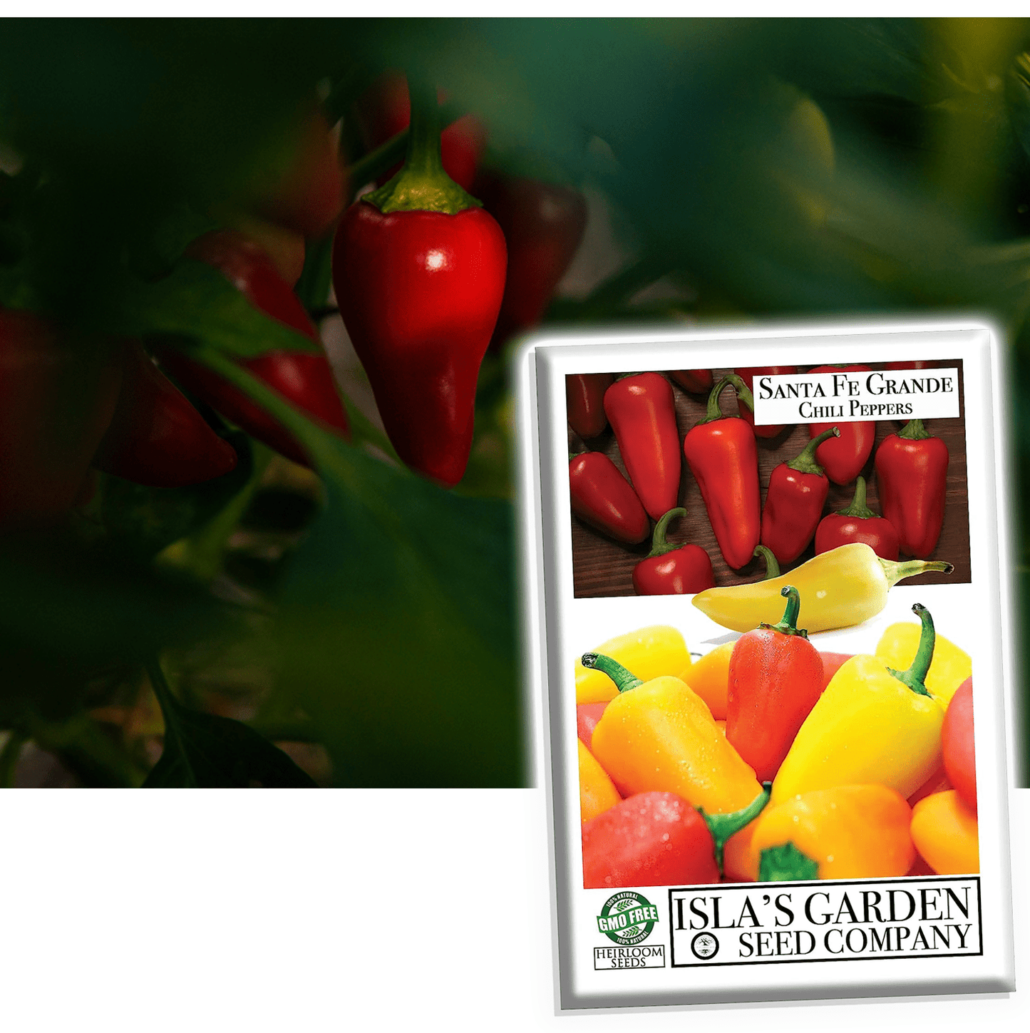 Santa Fe Grande Hot Pepper Seeds, 50+ Heirloom Seeds Per Packet, Non GMO Seeds