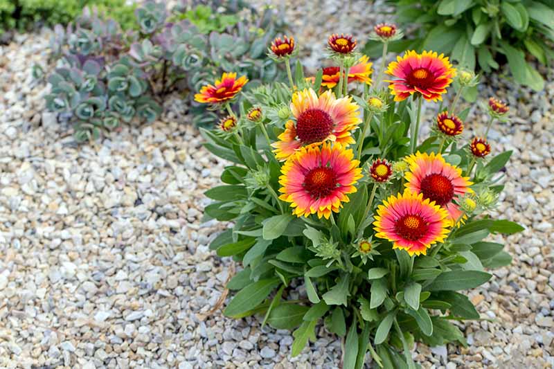 Blanketflower Indian Perennial, 500 Flower Seeds Per Packet