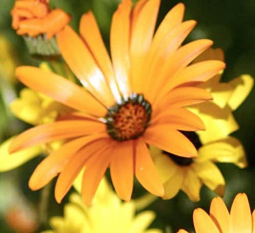 African Daisy Flake, 1500 Flower Seeds Per Packet