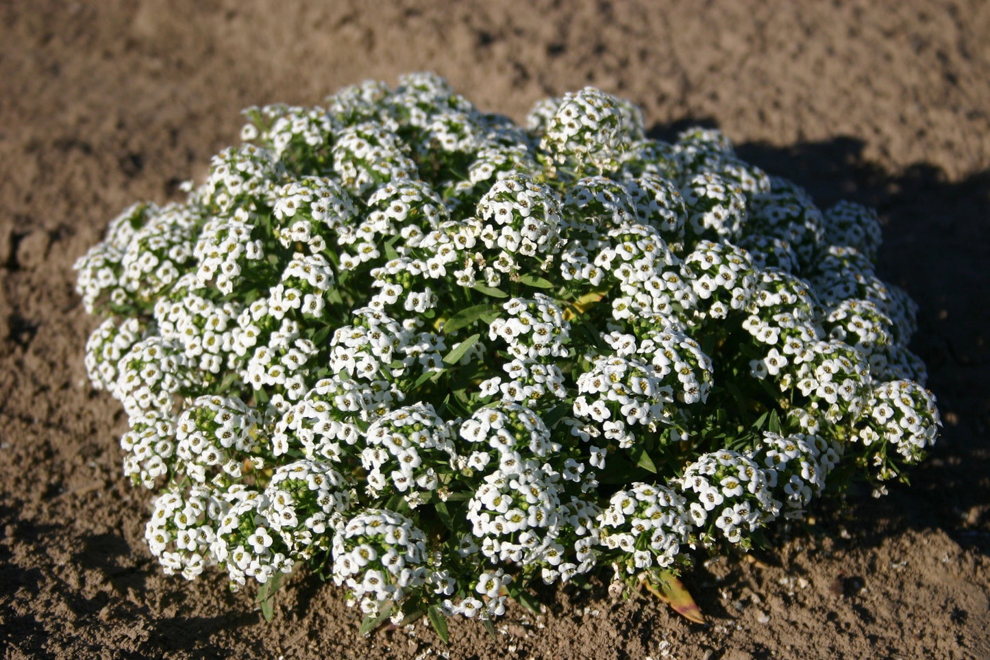Alyssum Sweet Carpet of Snow, 1500 Flower Seeds Per Packet