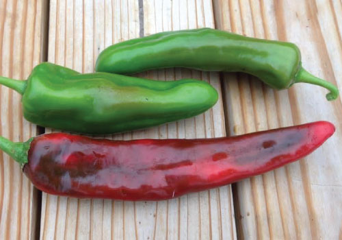 Anaheim Chili Pepper Seeds, 100 Heirloom Seeds Per Packet, Non GMO Seeds